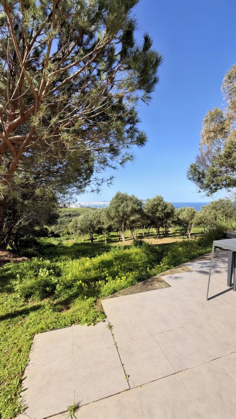 Terrasse dallée à l'ombre d'un pin, au bord d'un champ d'oliviers, avec Tanger et la mer à l'horizon.